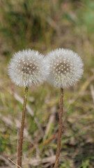 Vertical image of Two dandelions growing in green grass, their seeds are visible and the background is intentionally out of focus or blurred