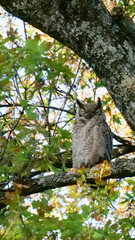 Vertical image of South American great horned owl, bubo virginianus nacurutu perched in tree between leaves. Location: El Palmar National Park, Argentina