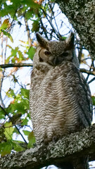 Vertical image of South American great horned owl, bubo virginianus nacurutu perched in tree between leaves. Location: El Palmar National Park, Argentina