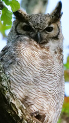 Vertical image of South American great horned owl, bubo virginianus nacurutu perched in tree between leaves. Location: El Palmar National Park, Argentina