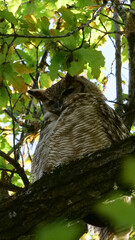 Vertical image of South American great horned owl, bubo virginianus nacurutu perched in tree between leaves. Location: El Palmar National Park, Argentina