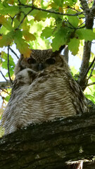 Vertical image of South American great horned owl, bubo virginianus nacurutu perched in tree between leaves. Location: El Palmar National Park, Argentina