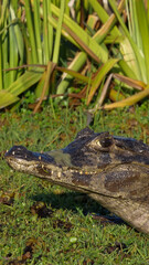 Vertical image of Small caiman -  Caimaninae - lying between green grass. Location: Iberá National Park, Argentina