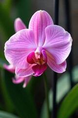 Delicate pink Phalaenopsis orchid petals unfolding, blossom, garden, nature