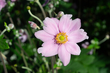 Obraz premium a flower in spring in a garden in southern Chile