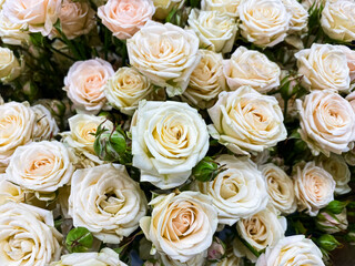 Natural floral background. White rose buds close up. bouquet of roses