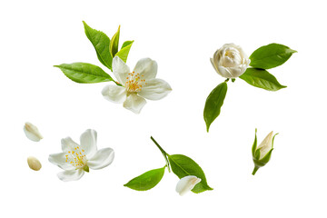 Fototapeta premium White flowers and green leaves isolated on white