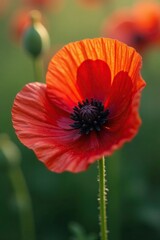 Fototapeta premium A single large dew drop on a velvety red poppy, morning, nature, delicate