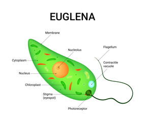 Structure of Euglena Cell Diagram