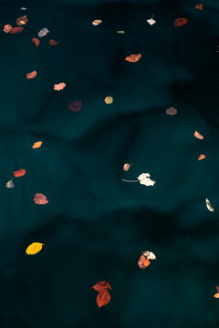 Colorful autumn leaves floating on the water of Mondsee in Salzkammergut, Austria