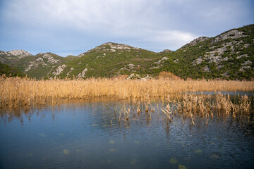 Trees and reeds on River Crnojevica, place near Lake Skadar in Montenegro surrounded by mountain...