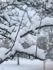 tree in snow
