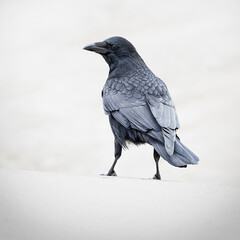 Black Raven in the snow