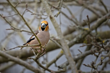 Hawfinch sitting in a fruit tree