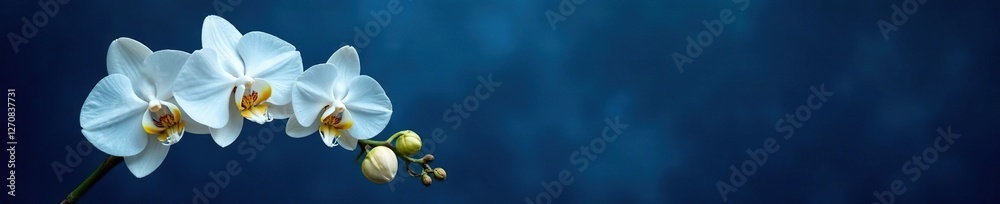 Wall mural dark blue background with an unfolding white orchid branch and loose petals, dark blue, nature, orch