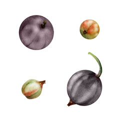Currant gooseberry fruit hand drawn in watercolor, garden berry casseille jostaberry huckleberry juneberry. Botanical isolated elements illustration. Restaurant cafe menu, farmers market, organic food