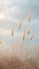 ears of wheat on blue sky background