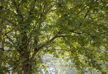 Fototapeta premium Sunlit Tree Canopy