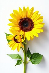 Obraz premium Cut sunflower halves against a white background, flowers, photography