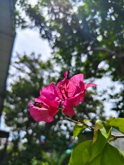 pink bougainvillea flower
