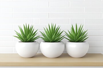Obraz premium Three succulents, white pots, wood shelf, brick wall