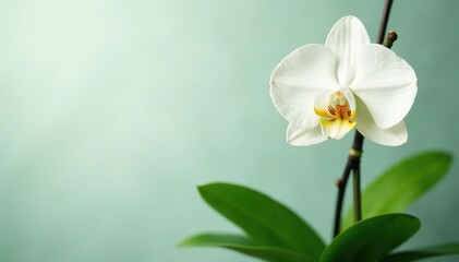 White orchid with lush green leaves and stems, nature, plant