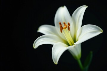 Fototapeta premium Dark background accentuates lily's white purity, whitebackground, flower, flora
