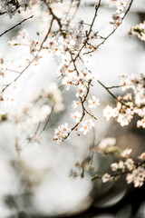beautiful blossom in spring time pretty white nature 
