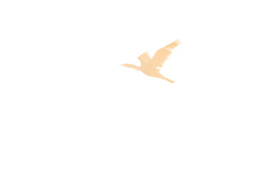 bird in flight during golden hour 
