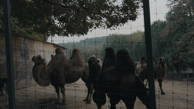 Camels at the zoo stand behind a wire fence. Several adult and young camels are visible. Trees and a graffiti-covered building are in the background. This evokes sadness, captivity,