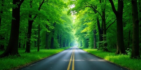 Fototapeta premium Road lined with dense green trees on both sides, forest, branches