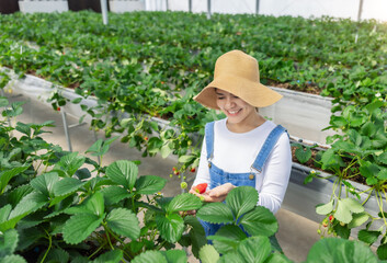 Asian gardener harvest strawberry in glasshouse
