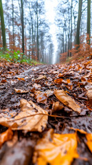 Obraz premium Autumn foliage covers forest trail, atmospheric fall scene; use for nature walks