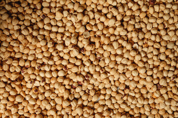 Gathering nature's bounty, a close-up of dried hazelnuts showcased under warm daylight accentuates their crisp texture and earthy hues