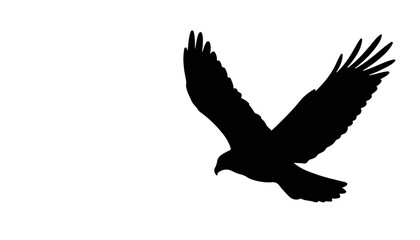 Obraz premium Silhouette of a flying hawk against a white background