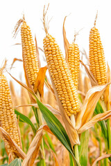 Corn field harvest, ready corn cobs, food crop in the field, for agriculture