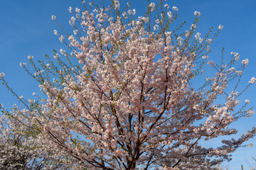 cherry blossom in Yokohama