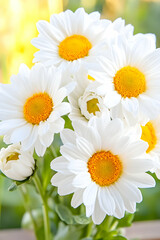 Fototapeta premium Daisy bouquet White daisies in natural light, summer blooms, nature, flowers, garden