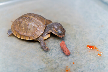 餌を食べるミツユビハコガメのベビー
