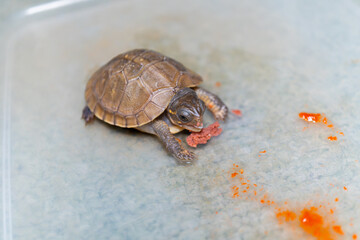 餌を食べるミツユビハコガメのベビー