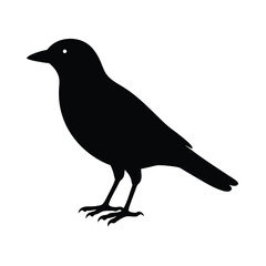 crow on white background