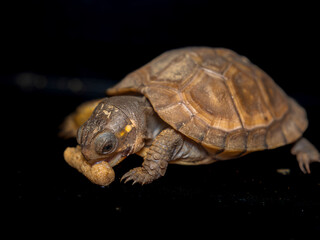餌を食べるミツユビハコガメのベビー