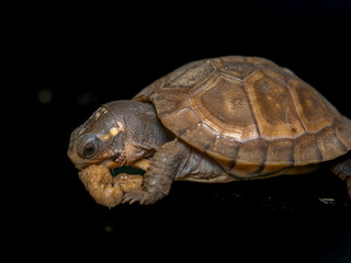 餌を食べるミツユビハコガメのベビー