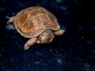 ミツユビハコガメのベビー