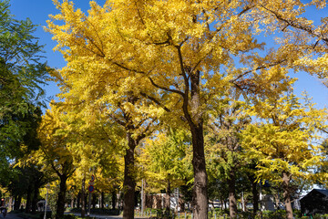 Obraz premium Autumn in Yokohama