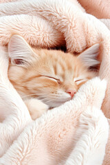 Obraz premium Kitten Sleeping in Blanket - cozy, indoors. Good for pet care promotion