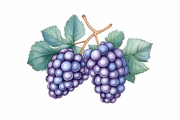 Fototapeta premium Luscious blue grapes with leaves, studio shot, for food projects