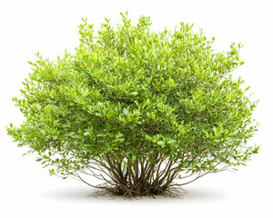 Fototapeta premium Lush green bush on display for garden designs against white background
