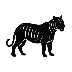 zebra vector illustration