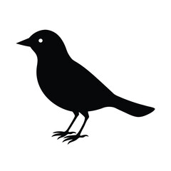crow on white background
